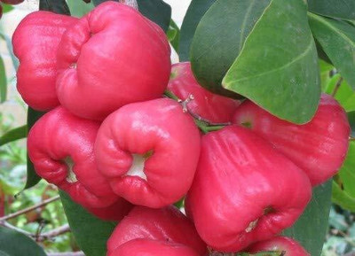 APOSOLUARD Wax Apple White Wax Fruit(Hybrid, Pack of 1)