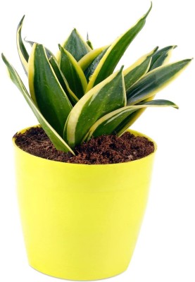 Cloud Farm Snake Plant(Hybrid, Pack of 1)