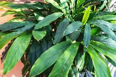 ABEFARIYA Elaichi/Cardamom Plant(Hybrid, Pack of 1)