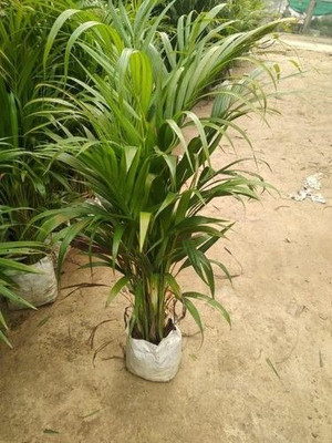 Oxygreenplant Areca Palm(Hybrid, Pack of 1)