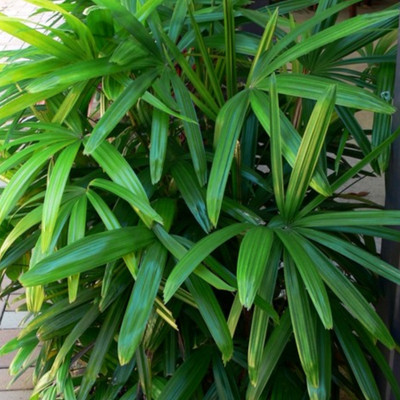 Hug A Plant Raphis Palm Plant(Hybrid, Pack of 1)