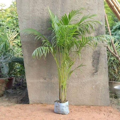 GISLENUS Areca Palm(Hybrid, Pack of 1)