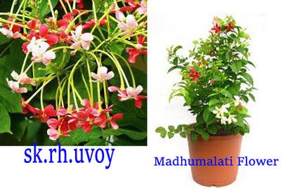 Skrhuvoy Madhu Kamini Plant(Hybrid, Pack of 1)