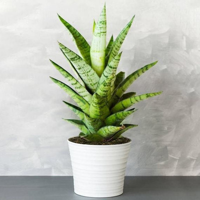 NurseryFriends Snake Plant(Hybrid, Pack of 1)