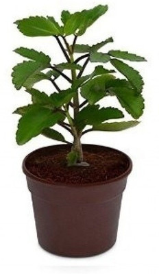 saraswati traders Tulsi Plant(Hybrid, Pack of 1)