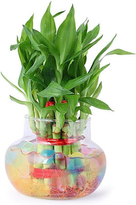 SKDIYA Two Layer Bamboo Plant(Hybrid, Pack of 1)