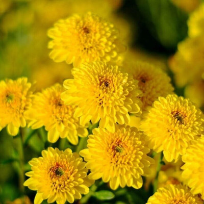 Cloud Farm Chrysanthemums/ Guldavari Plant(Hybrid, Pack of 1)