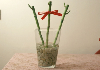ARYAN EVERGREEN Two Layer Bamboo Plant(Hybrid, Pack of 1)