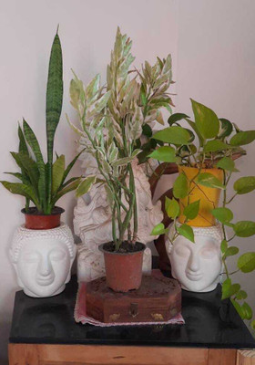 Dishita Go Green Snake Plant, Money Plant, Euphorbia Plant(Hybrid, Pack of 3)