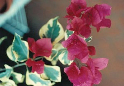 Bakuchi Baugainvillea Plant(Hybrid, Pack of 1)