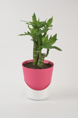 AVR with Happiness inhouse Adenium Plant, Lotus Plant(Pack of 1)