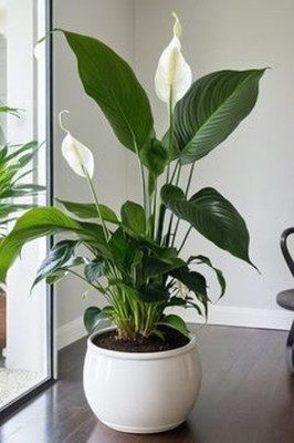 MAITRA AND SONS Peace Lily Plant(Hybrid, Pack of 1)