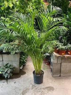 ZOOMGREEN Areca Palm(Hybrid, Pack of 1)