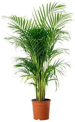 MUTHIK Areca Palm(Pack of 1)