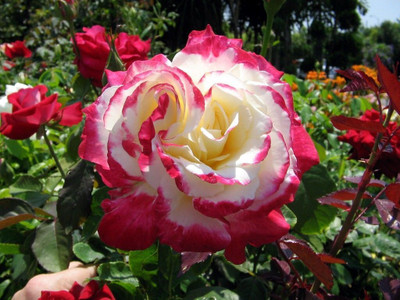Bakuchi Rose Plant(Hybrid, Pack of 1)