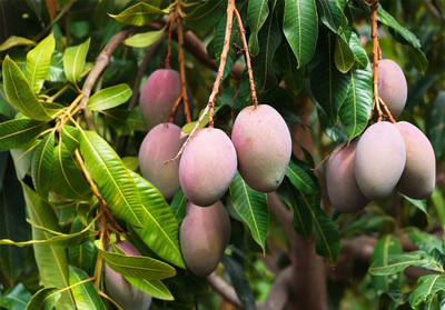 amrapali Mango Plant(Hybrid, Pack of 1)