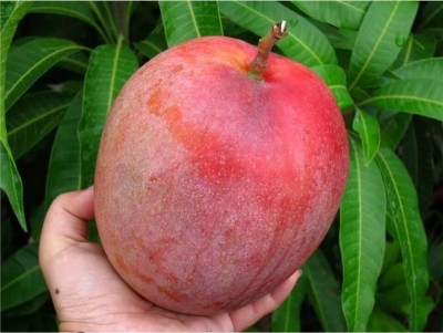 My Dream Nursery Mango Plant(Hybrid, Pack of 1)