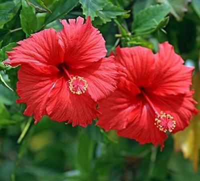 ADANNAYA Hibiscus Plant, Hibiscus Gudhal Flower Plant(Hybrid, Pack of 1)