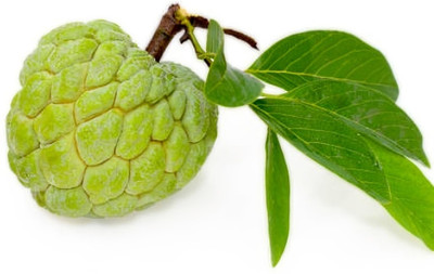 GLOBQRO Custard Apple Plant(Hybrid, Pack of 1)