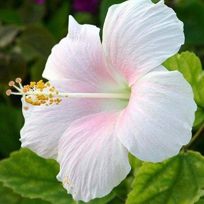 GLOBQRO Hibiscus Plant(Hybrid, Pack of 1)
