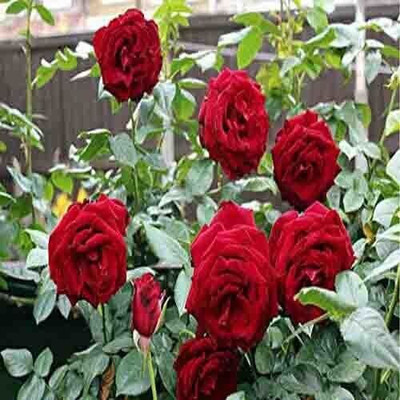 Aquinnah Rose Plant(Hybrid, Pack of 1)
