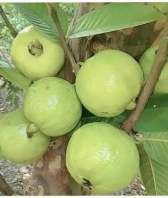 Cloud Farm Guava Plant(Hybrid, Pack of 1)