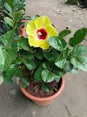 MAQUEENFOLIOWERS Hibiscus Plant(Hybrid, Pack of 1)