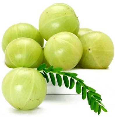 ALOCHUZ Amla Plant(Hybrid, Pack of 1)