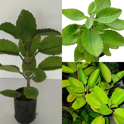 Cloud Farm Bryophyllum Pinnatum/Patharchatta Plant(Hybrid, Pack of 1)