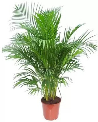 Augadh Areca Palm(Hybrid, Pack of 1)