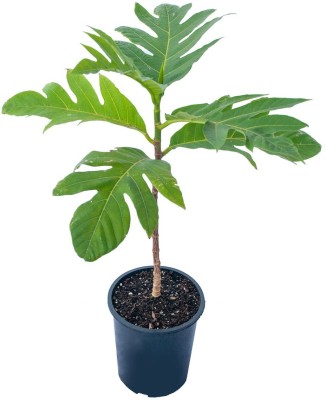 Aquinnah Breadfruit Plant(Hybrid, Pack of 1)