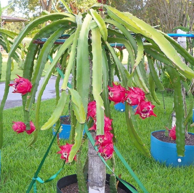 Surya Enterprises Dragon Tree(Hybrid, Pack of 1)