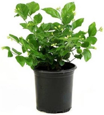 greenhousestore Jasmine Plant(Hybrid, Pack of 1)