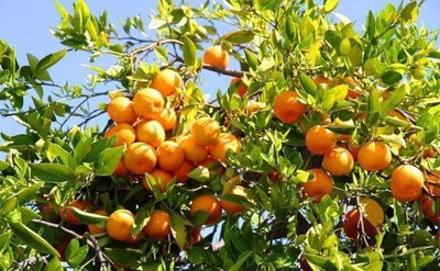 Nurseryfriend Lemon Plant(Hybrid, Pack of 1)