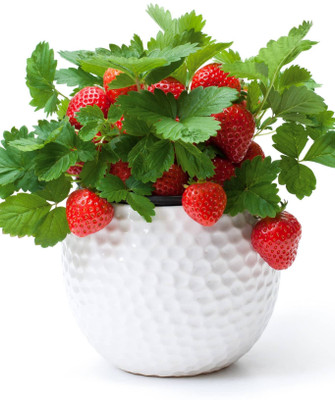 Elanthalir Strawberry Plant(Hybrid, Pack of 1)