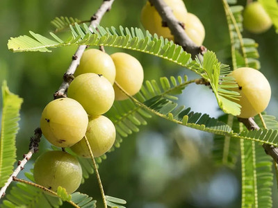 Platone Amla Plant(Hybrid, Pack of 1)