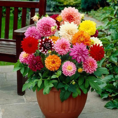 Alishaa MIXED DAHILA FLOWER SEEDS Seed(18 per packet)