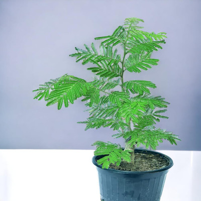 Vrinda Devi traders Shami/Jand Plant(Hybrid, Pack of 1)