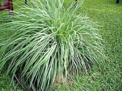 Cloud Farm Lemon Grass Plant(Hybrid, Pack of 1)