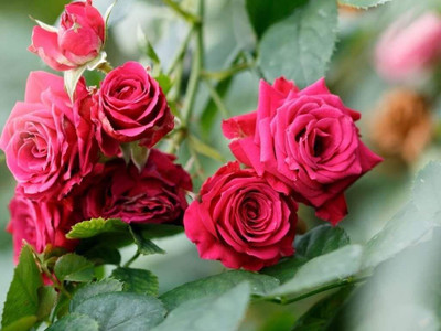 Nurseryfriend Rose Plant(Hybrid, Pack of 1)