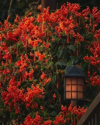 KrishnaNursery Betel Nut/Supari Plant(Hybrid, Pack of 1)