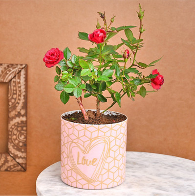 GreenyOn Rose Plant(Hybrid, Pack of 1)