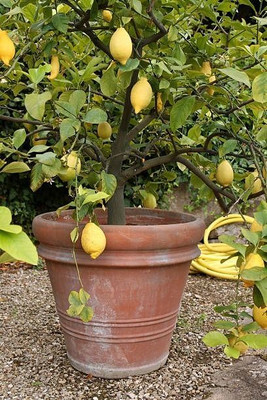 MAMONI TRADERS Lemon Plant(Hybrid, Pack of 1)