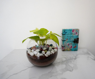 QUICKNCHARM Golden Money Plant(Pack of 1)
