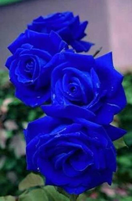 GISLENUS Rose Plant(Hybrid, Pack of 1)