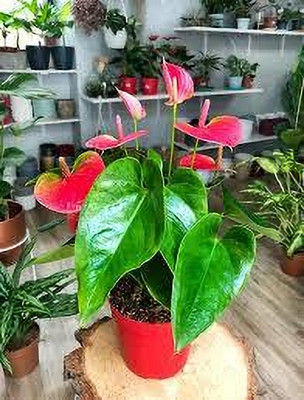 lacelear Ajwain Plant(Hybrid, Pack of 1)