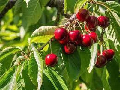 Oxygreenplant Cherry Fruit Plant(Hybrid, Pack of 1)