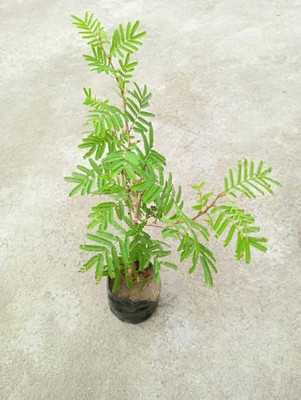 OIHOLO Shami/Jand Plant(Hybrid, Pack of 1)