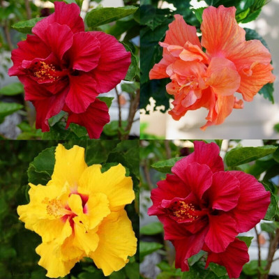 Cloud Farm Hibiscus Plant(Hybrid, Pack of 4)