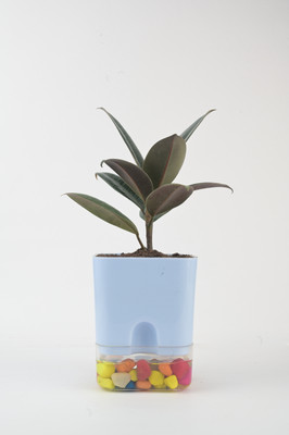 Cloud Farm Rubber Tree(Hybrid, Pack of 1)